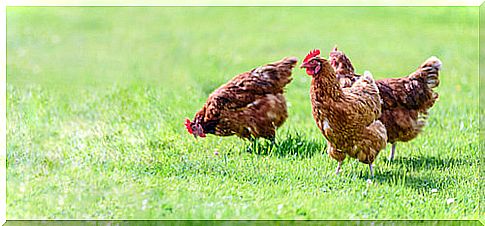 Hens scratching in the meadow.