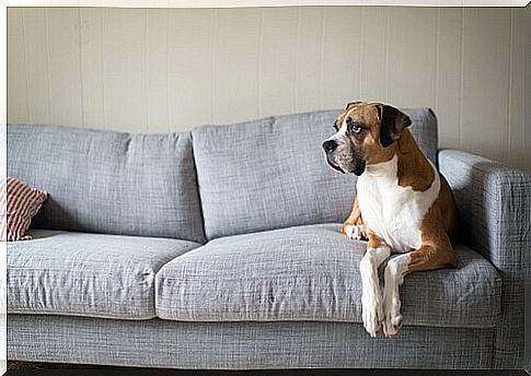 boxer-on-the-sofa