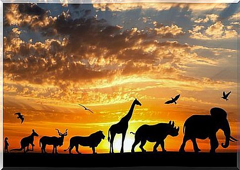 Silhouettes of animals at sunset, Lamarckism theory.