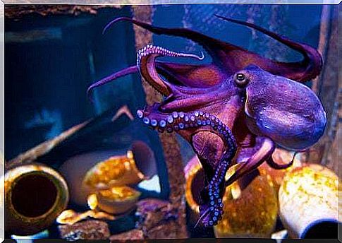 Let's find out the habitat and habits of the purple octopus