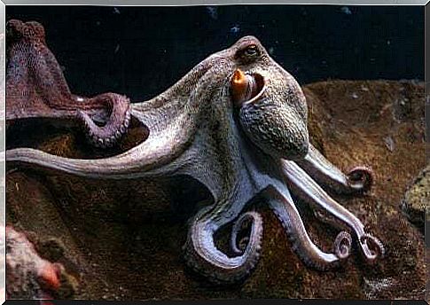 Characteristics of the purple octopus