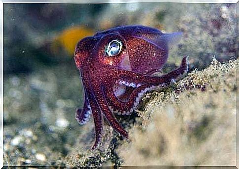 Mini octopus on a rock