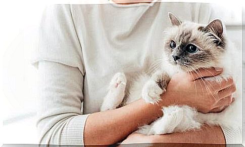 Let's discover the most affectionate cat breeds