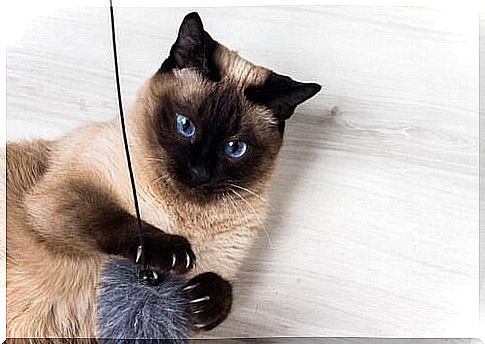 Siamese playing with ball 