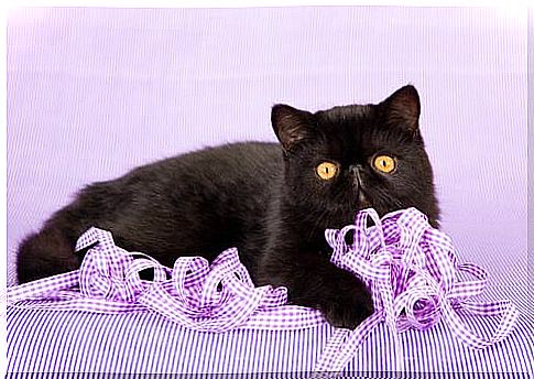 Exotic Shorthair black with wire 