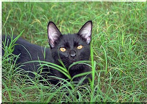 American Bombay cat in the middle of the meadow 