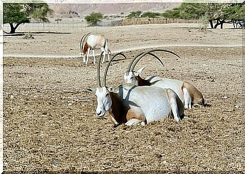 We discover the saber-horned oryx