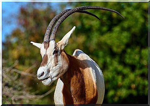 Saber-horned oryx 