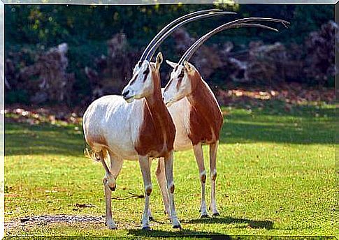 Two specimens of oryx