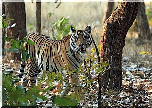 tiger in the forest 