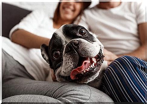 Dog in the arms of the owners