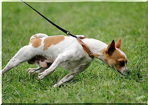 Dog pulling on a leash 