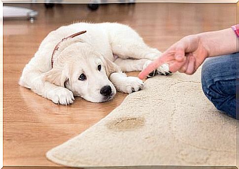 Puppy being scolded on the carpet 