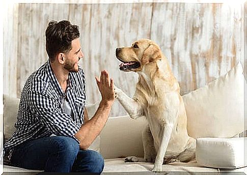 Canine ethology: dog gives the paw to the owner