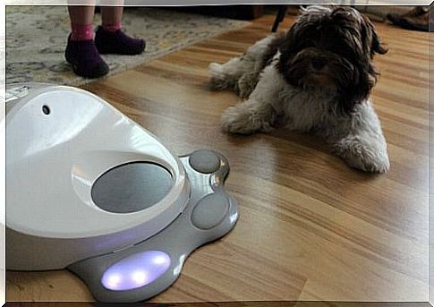 dog with interactive game in the house