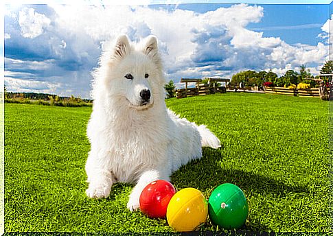 white dog on the lawn with interactive games