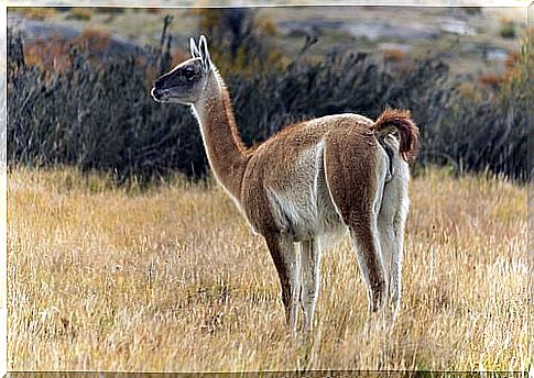 The guanaco