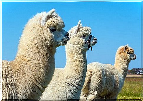 Alpacas among South American camelids 