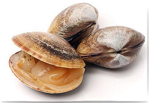 Let's get to know the various types of clams together