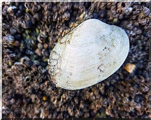 Venerupis corrugata clam 