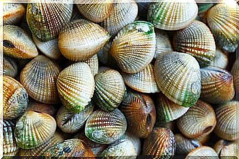 Clams ruditapes decussatus 