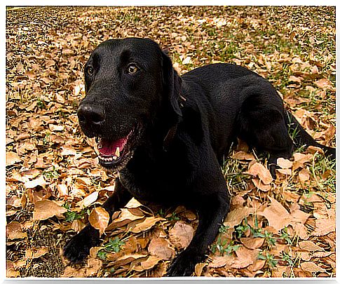 dog-labrador