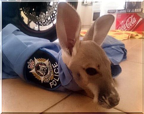 Small kangaroo adopted in Australia by a police station