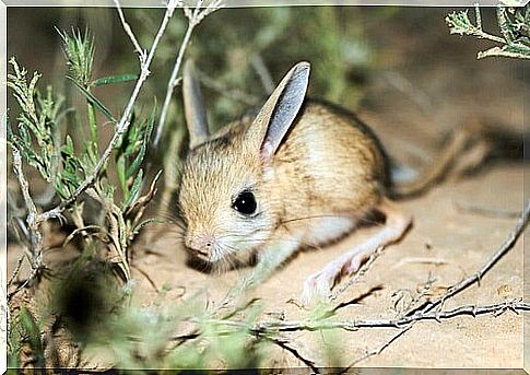 Long-eared jerboa: a curious desert rodent