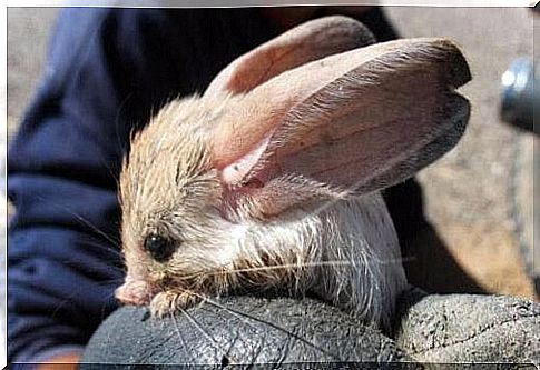 Long-eared jerboa