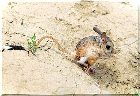 Desert jerboa