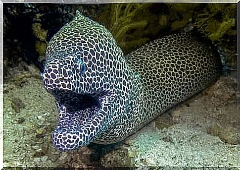 Moray eels and their incredible pharyngeal jaws