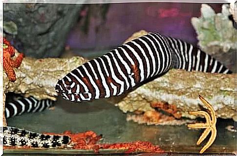 Moray eel with skin with white stripe patterns.