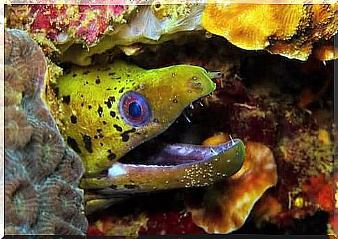 Moray inside its burrow showing its teeth.