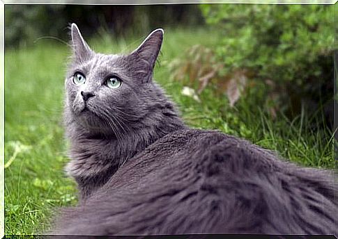 Nebelung cat: history and characteristics