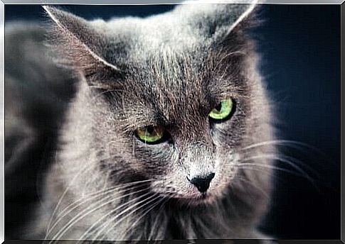 Nebelung cat with backward ears