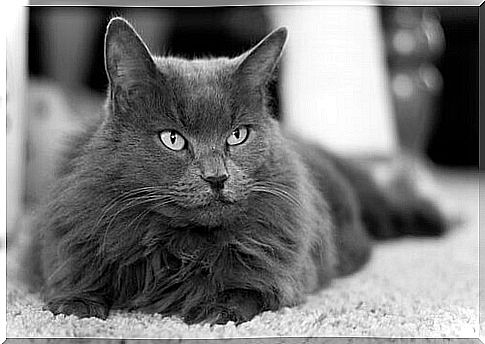 Nebelung cat lying on the carpet