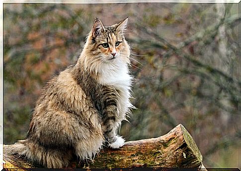 Norwegian Forest Cat and Maine Coon: What Are the Differences?