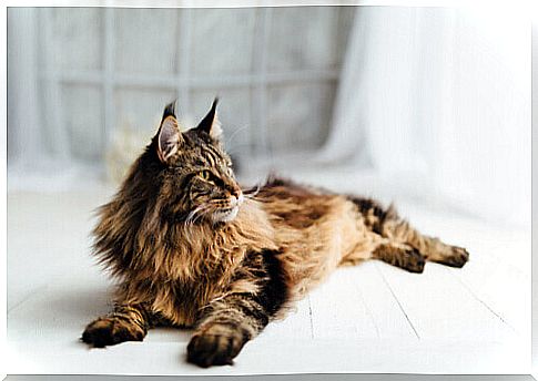 Maine Coon lying down.  Maine raccoon.