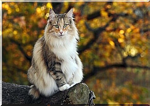 Norsk Skogkatt sul tronco di un albero.