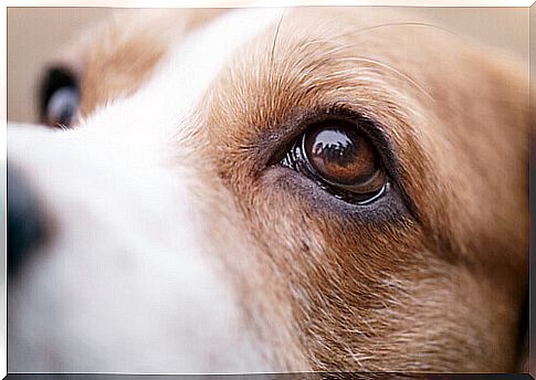 Ocular thelaziosis in dogs: causes, symptoms and treatment