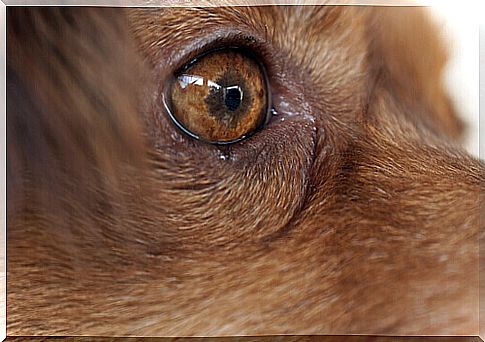 the pupil of a dog suffering from eye disease