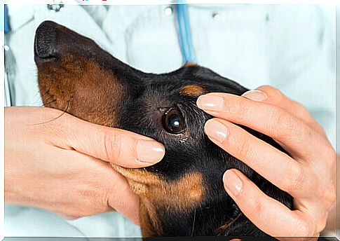 a vet checks a dog's eyes