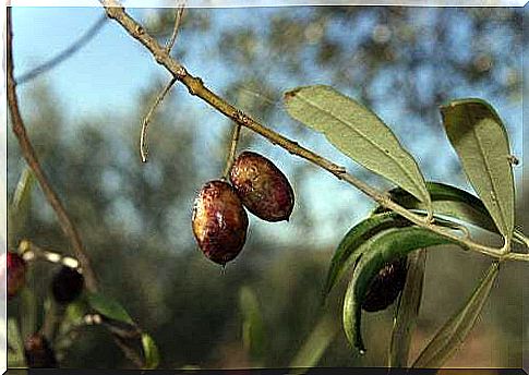 Olive leaves as an antibiotic for dogs