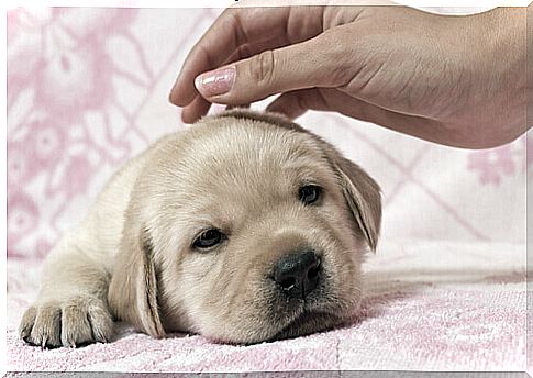 caress a golden retriever puppy