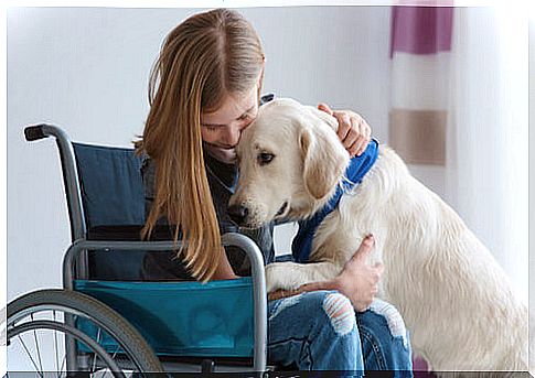 Dog assisting a little girl in a wheelchair.