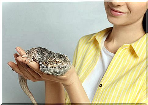 Exotic animals. Striped-headed bearded dragon.