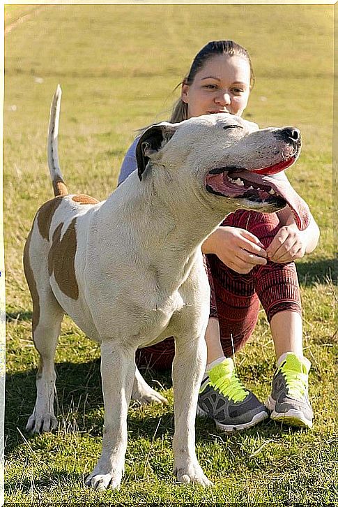 Pitbull with a little girl