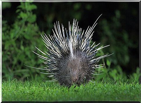 Porcupine: characteristics, habits and curiosities