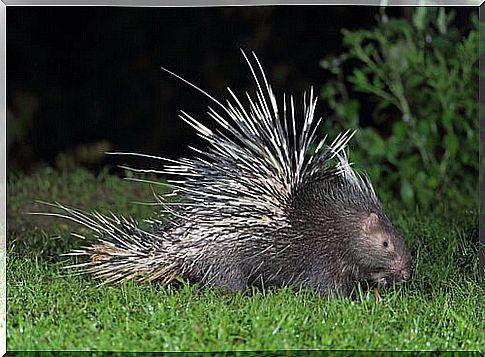 a hedgehog in the meadow at night