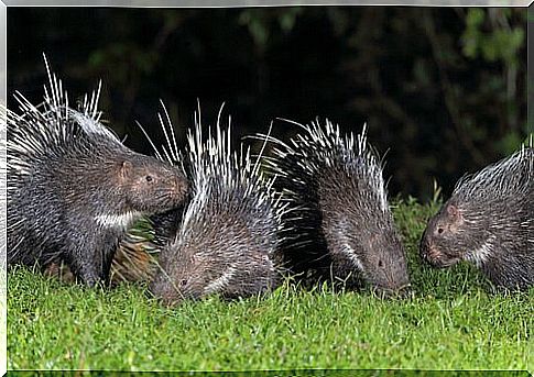 a group of 4 Porcupines together outdoors